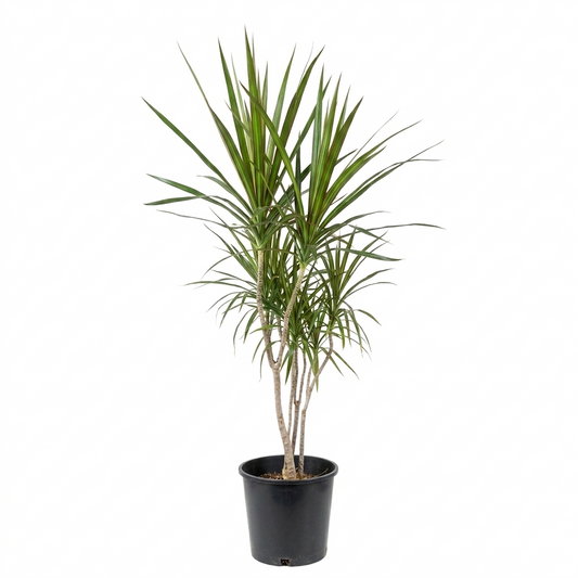 Dracaena Marginata / Small Plant