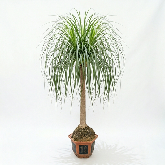 Pistol Palm / Height Approx 1.5 Meter's