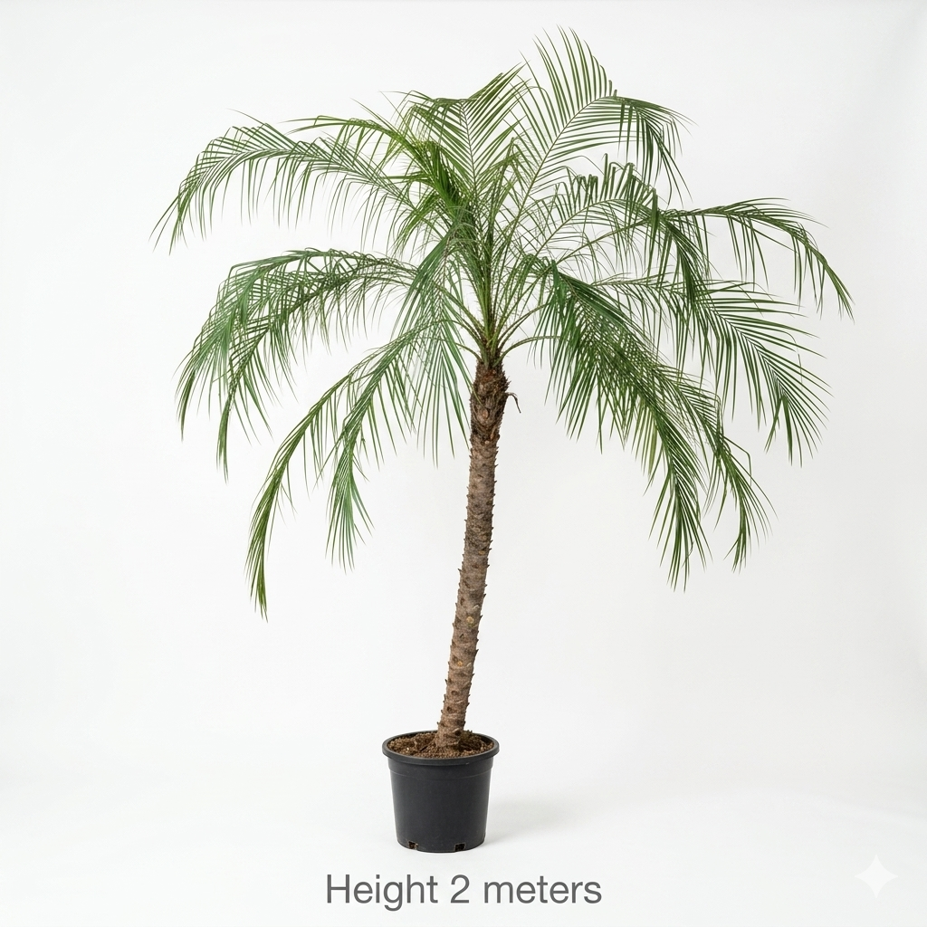 Palm Tree