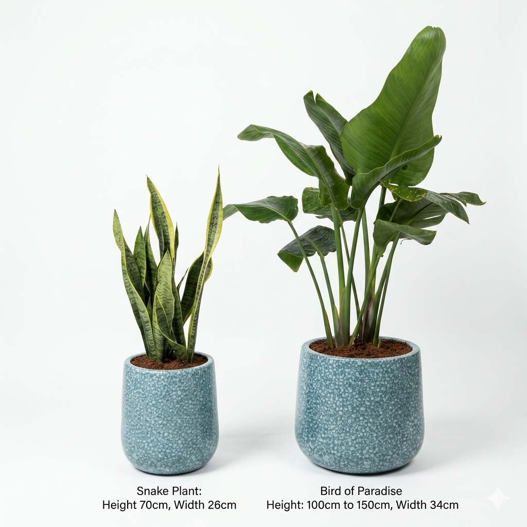 Bird of paradise and Snake Plant (2 Pc's)