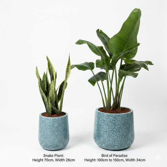 Bird of paradise and Snake Plant (2 Pc's)