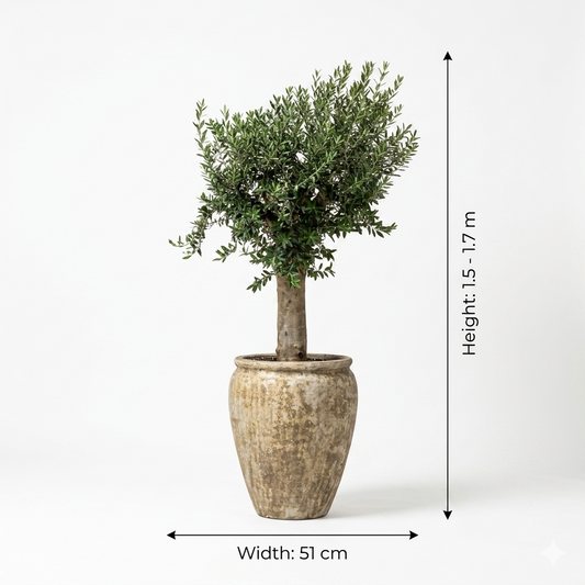 Rustic Sandy Beige Color Pot/ Olive Plant
