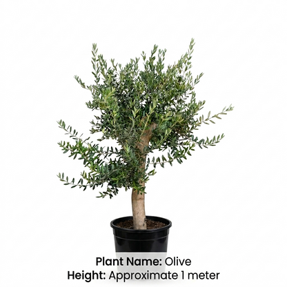 Olive Tree
