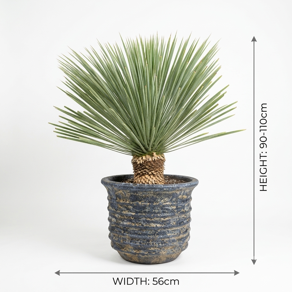 Blue Turquoise pot / Yucca Plant