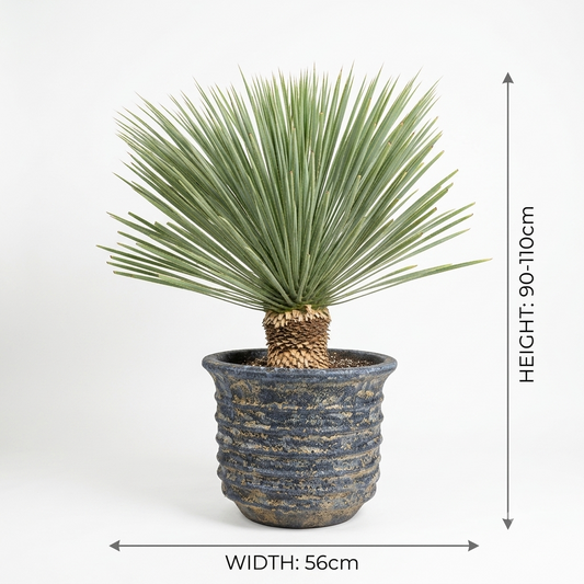 Blue Turquoise pot / Yucca Plant