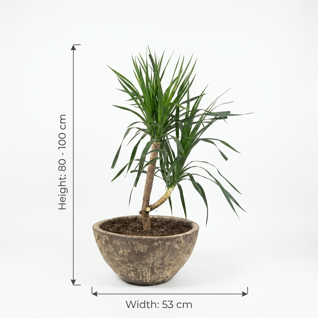 Rustic Terracotta Bowl Pot / Dracaena Small Plant