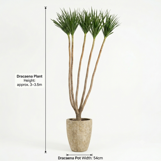 U-shaped beige/Dracaena Plant