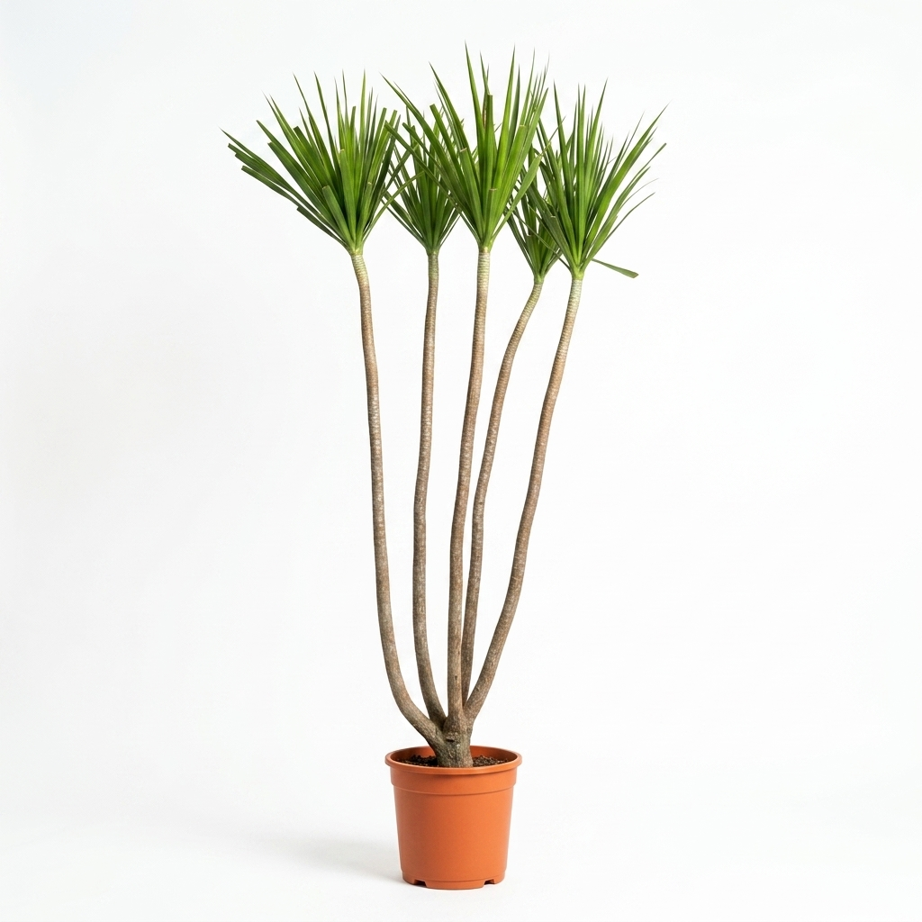 Dracaena Large / Approx. 3.5 Meters