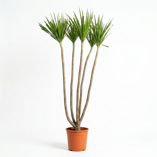 Dracaena Large / Approx. 3.5 Meters