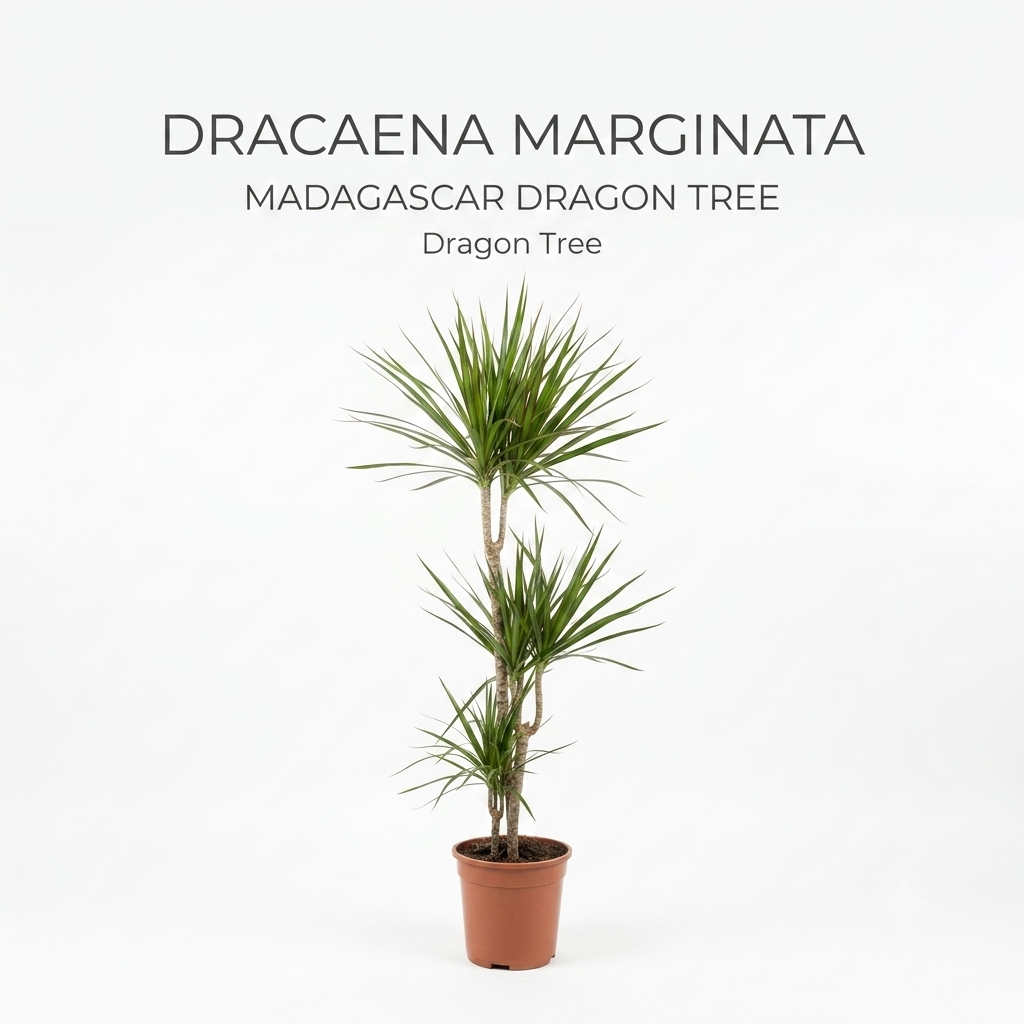 Dracaena Marginata / Height Approx 70-90cm