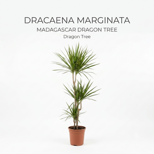 Dracaena Marginata / Height Approx 70-90cm