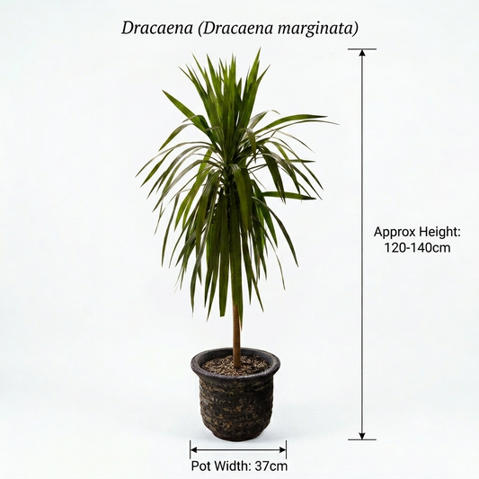 Blue Turquoise / Dracaena Plant