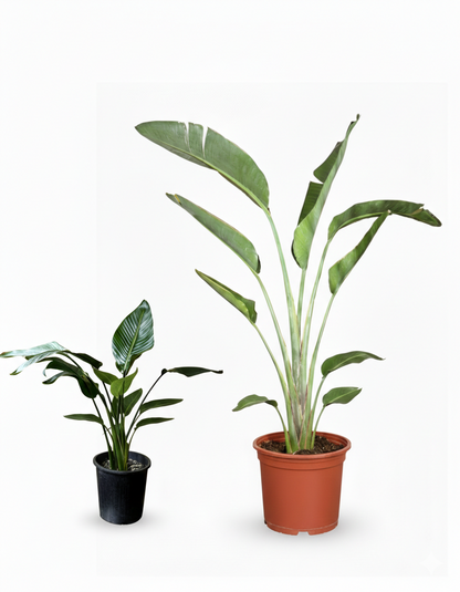 عصفور الجنة – Bird of Paradise