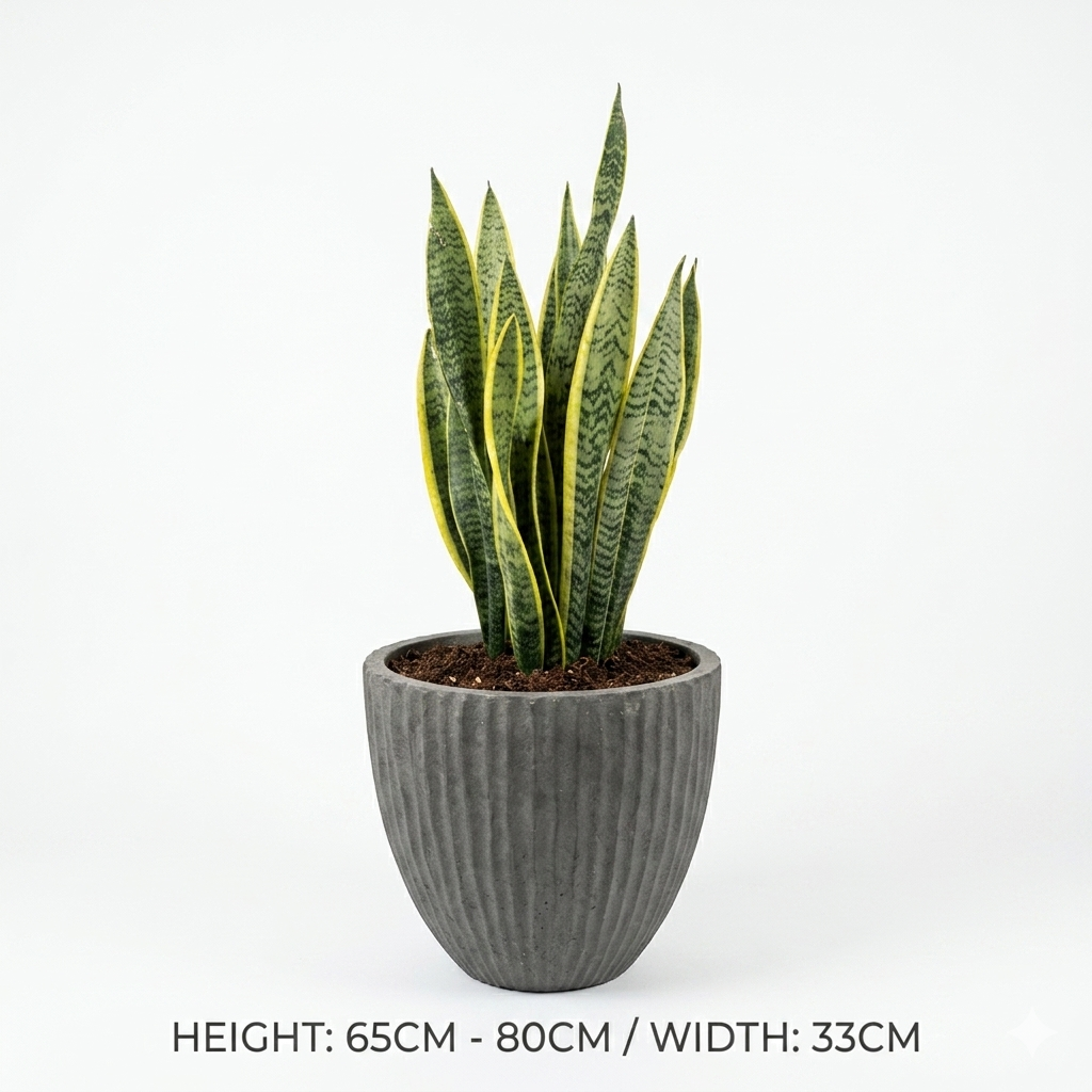 Snake Plant - Dark Grey Pot