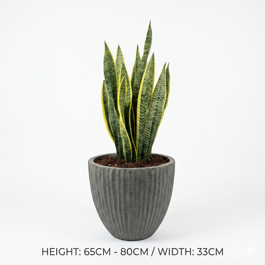 Snake Plant - Dark Grey Pot