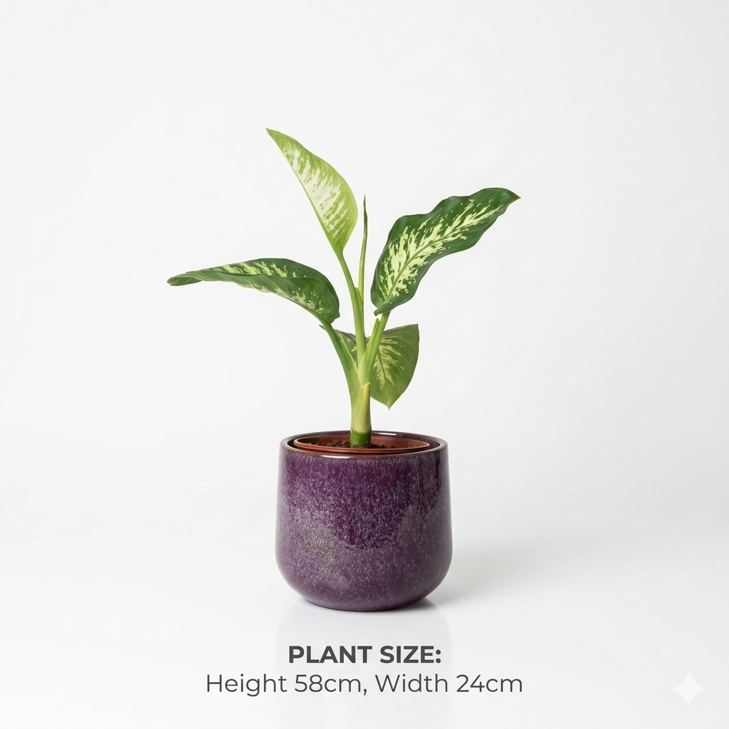 dieffenbachia (dumb cane)