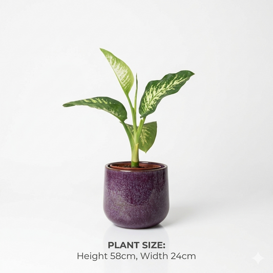 dieffenbachia (dumb cane)