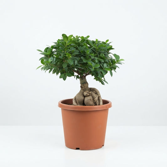 Bonsai plant