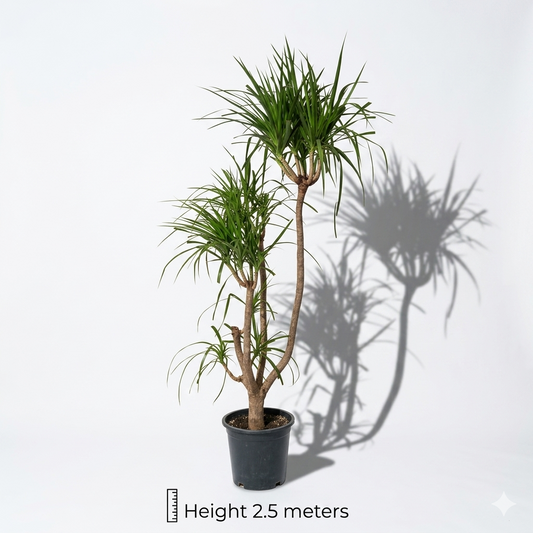 Dracaena Large Plant