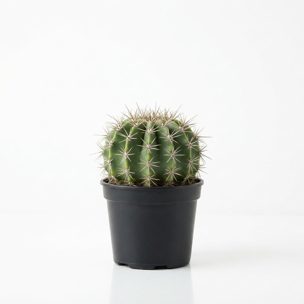 Echinopsis Cactus / صبار إيكاينوبسيس