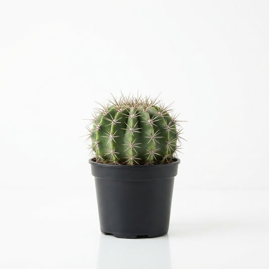 Echinopsis Cactus / صبار إيكاينوبسيس