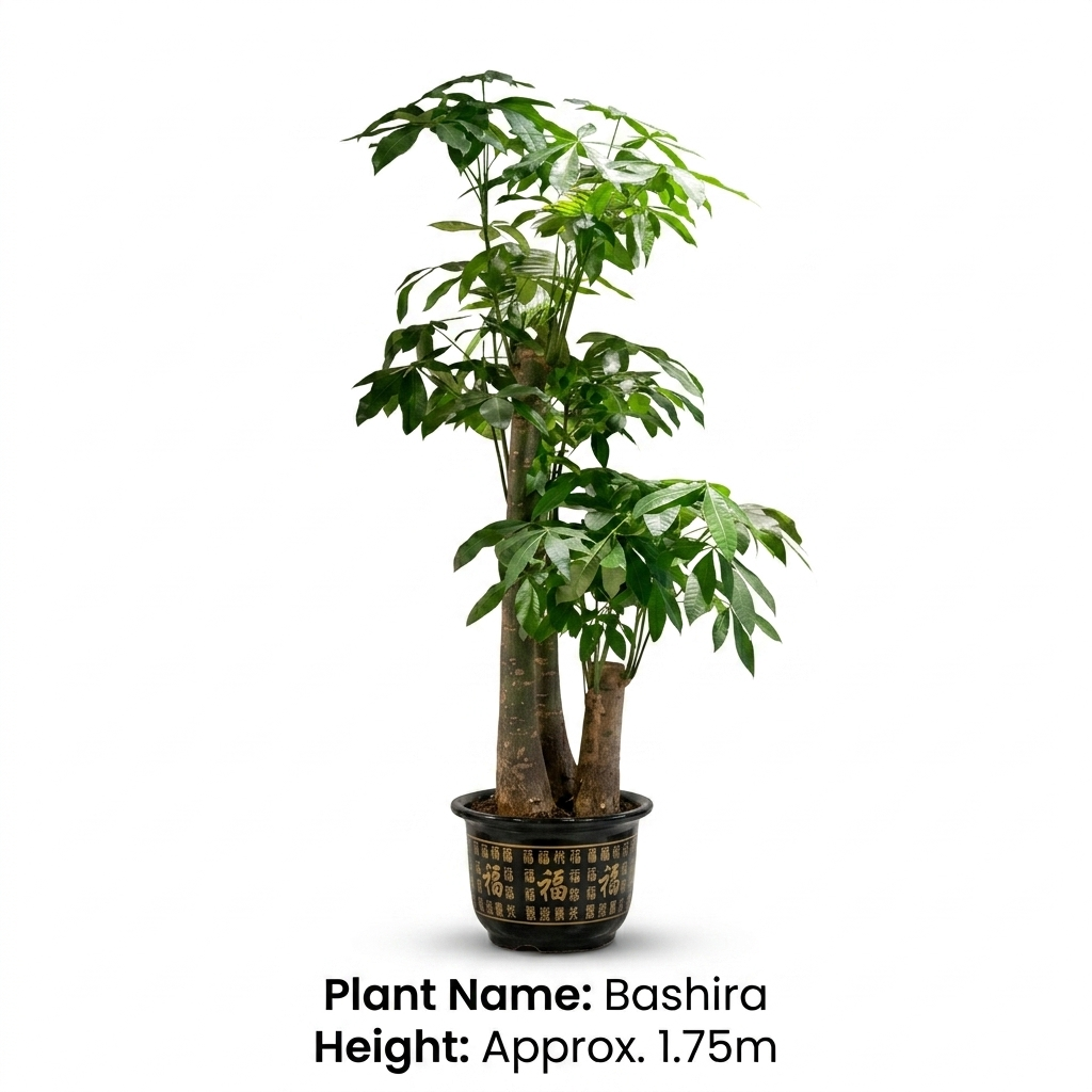 Bashira Plant 3 leg's