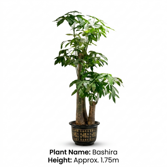 Bashira Plant 3 leg's