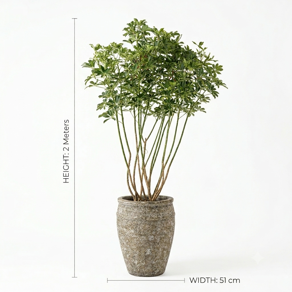 Jar pot mottled grey and earthy yellow/sand mix / Schefflera