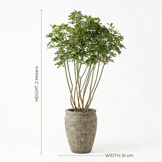Jar Pot Mottled Grey & Sandy Yellow / Schefflera – Umbrella Plant