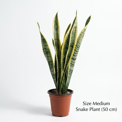 سنيك بلانت – Snake Plant