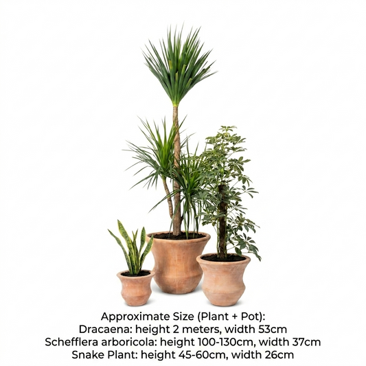 Dracaena / Umbrella Plant & Snake Plants (Set - 3)