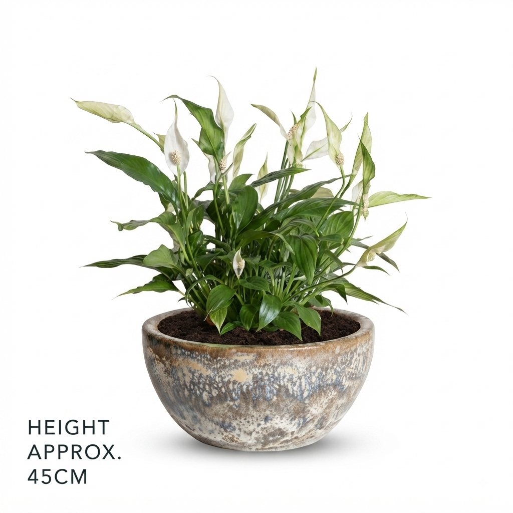 Peace Lily (زنبق السلام)/ Yellow Foam Glaze Bowl Pot