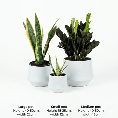 Zizi & Snake Table Set - 3 pc's
