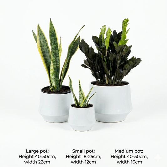 Zizi & Snake Table Set - 3 pc's