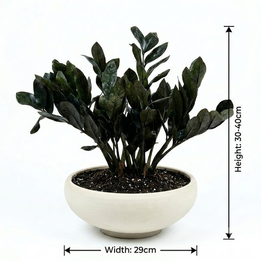 – ZZ Plant (Zamioculcas zamiifolia)