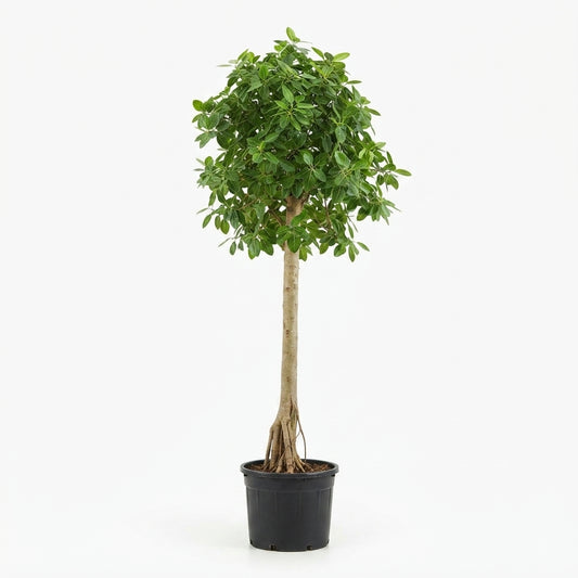 Ficus Spp.-- Ficus Altissima KZA48