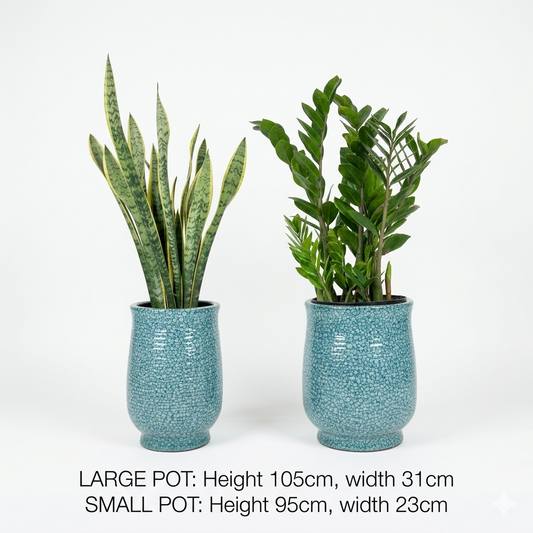 Bird of Paradise, Snake & Zizi