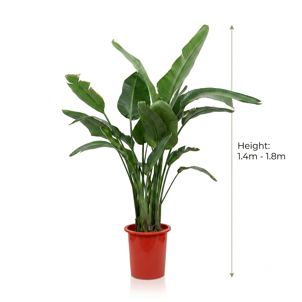 Bird Of Paradise Plant / Height Approx 150 - 180 cm
