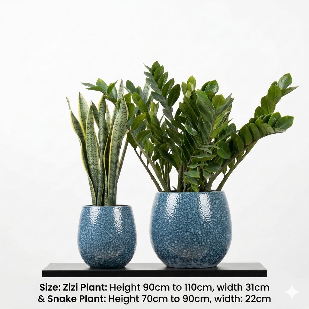 Zizi & Snake Plant