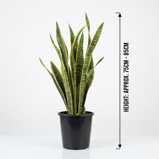 سنيك بلانت – Snake Plant