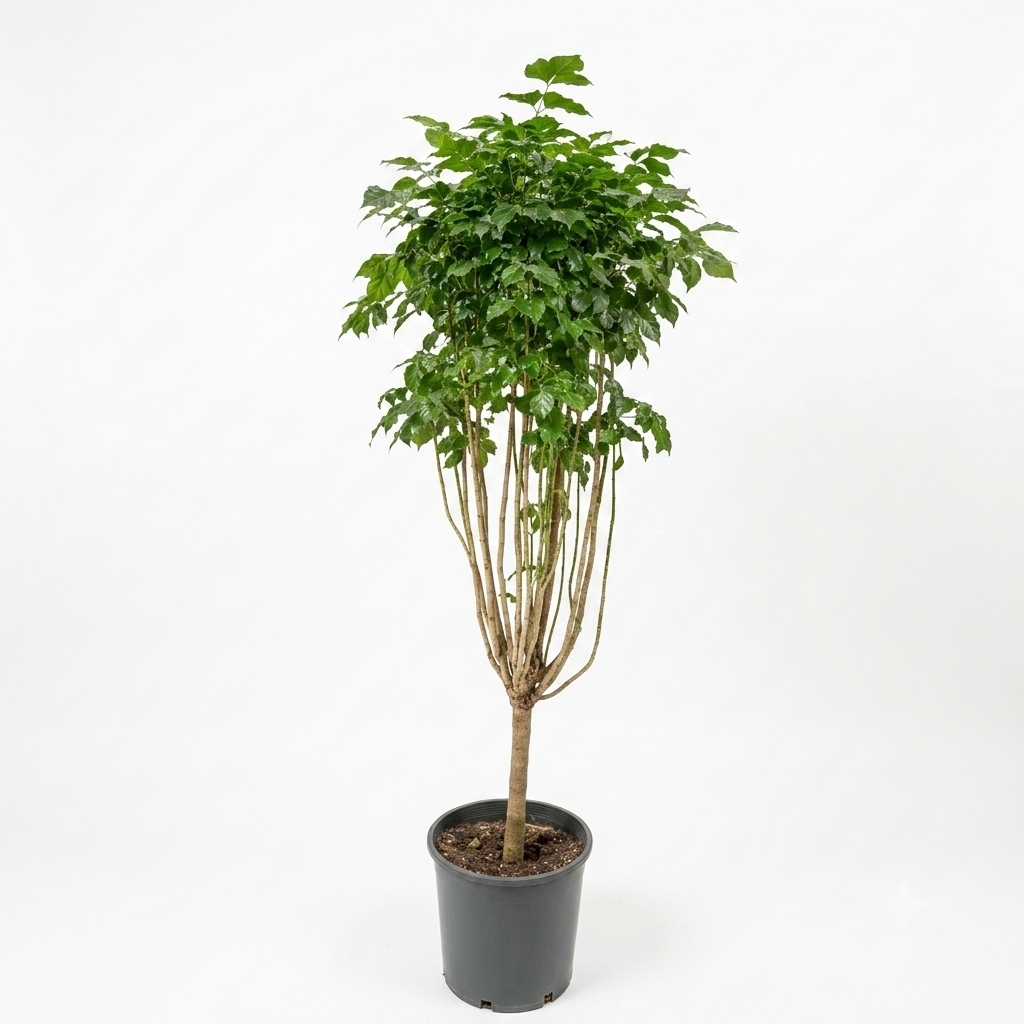 Emerald or Serpent Tree/ Medium