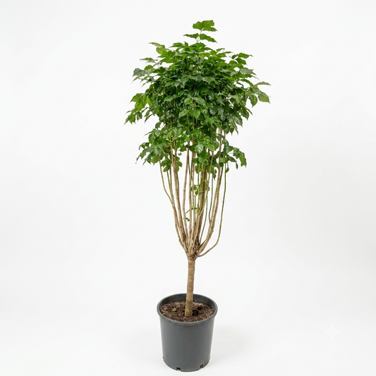 Emerald or Serpent Tree/ Medium
