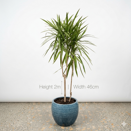 Dracaena