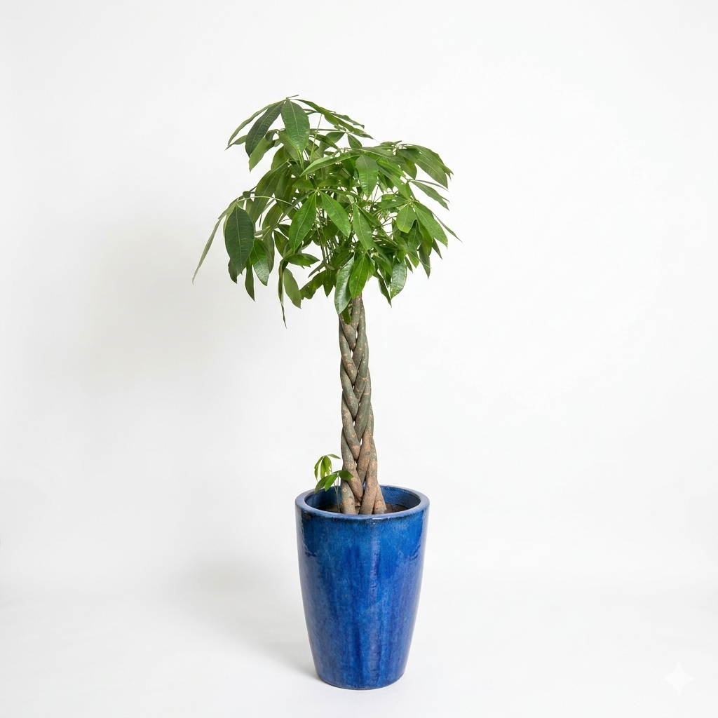 Bashira Plant - Long Navy Blue Pot