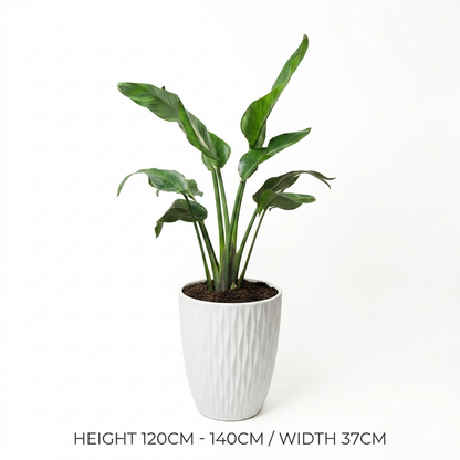 Bird Of Paradise - White Ceramic Pot