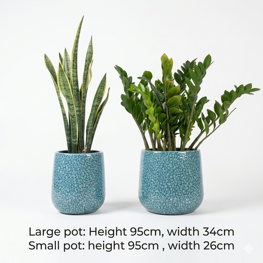 Zizi & Snake Plant (Green Set)