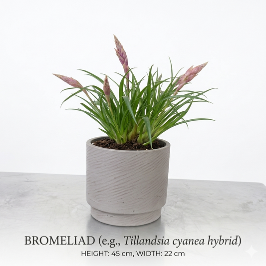 BROMELIAD
