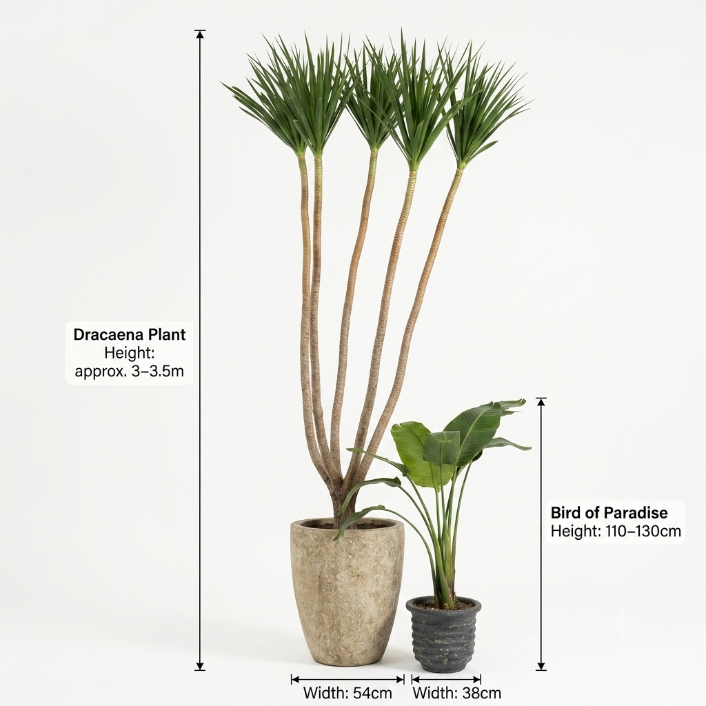 U-shaped beige/Blue Turquoise - Dracaena & Bird of Paradise Plants