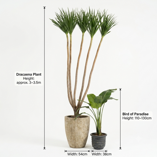 U-shaped beige/Blue Turquoise - Dracaena & Bird of Paradise Plants