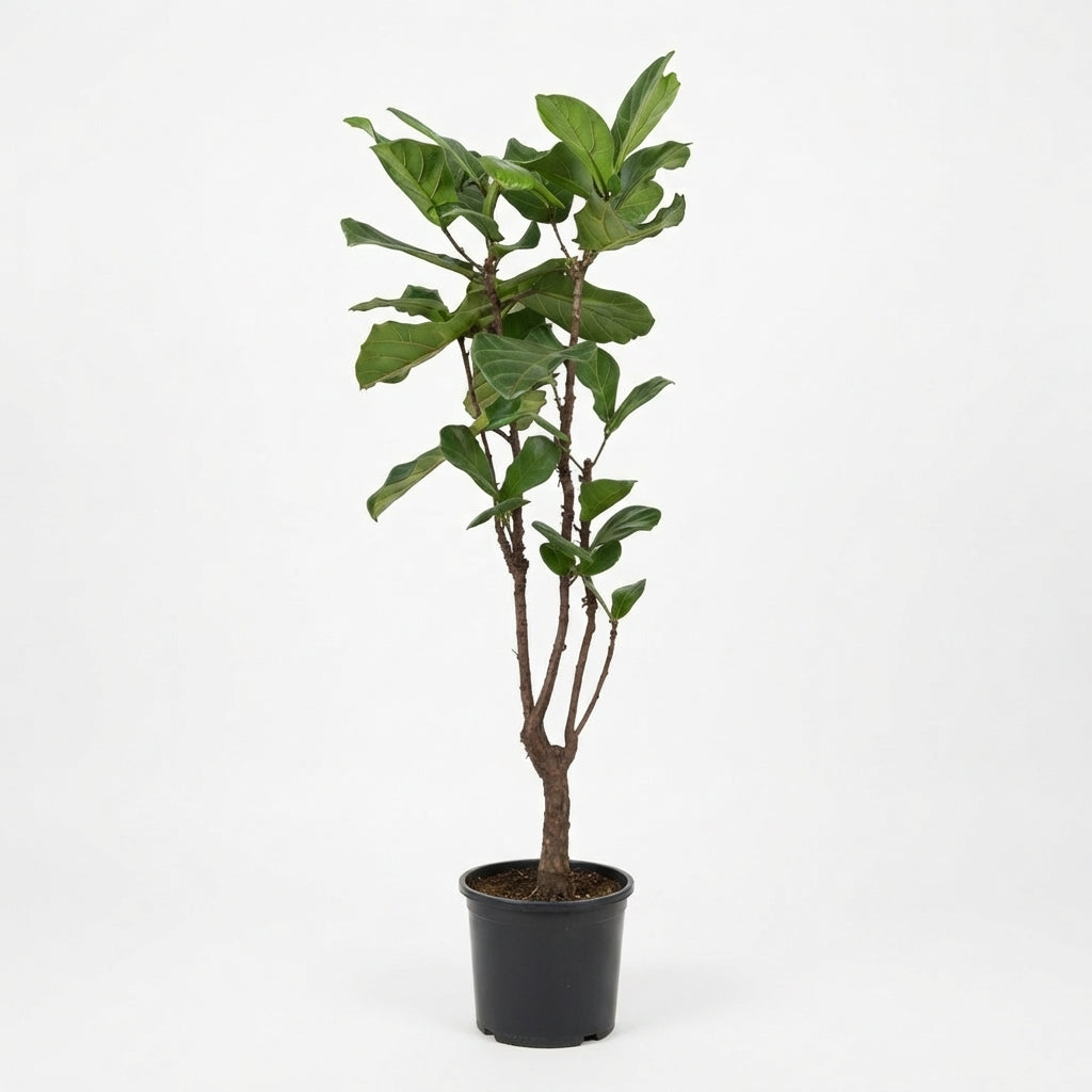 Fiddle Leaf Fig (Ficus lyrata)